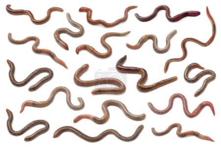 Set with many worms isolated on white-stock-photo