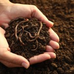 Woman holding soil with earthworms above ground, closeup. Space for text