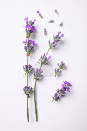 Photo for Beautiful aromatic lavender flowers on white background, flat lay - Royalty Free Image