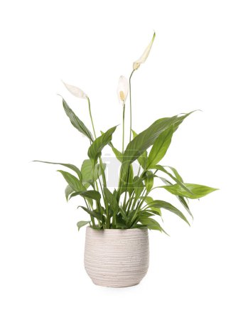 Photo for Blooming spathiphyllum in pot on white background. Beautiful houseplant - Royalty Free Image