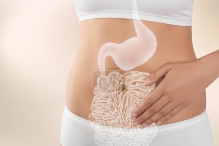 Téléchargez les photos : Femme avec un système digestif sain sur fond clair, gros plan. Illustration du tractus gastro-intestinal - en image libre de droit