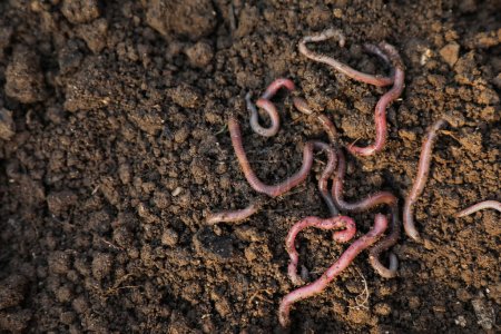 Many earthworms on wet soil, top view. Space for text