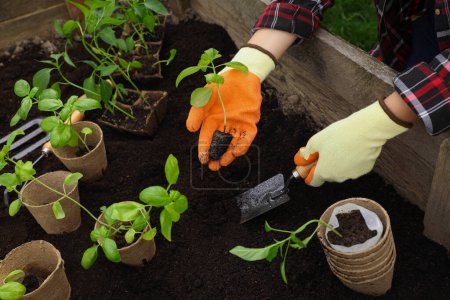 Woman planting seedling in soil outdoors, closeup