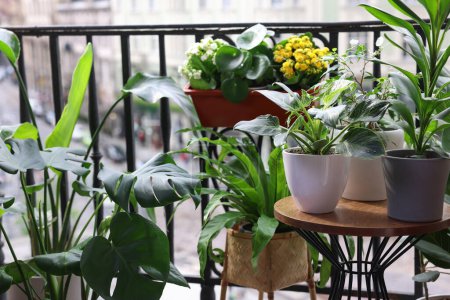 Foto de Muchas plantas hermosas diferentes en macetas en el balcón - Imagen libre de derechos