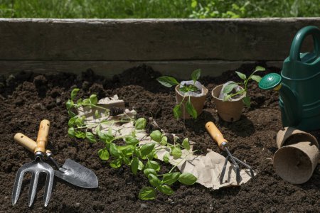 Many seedlings and different gardening tools on ground outdoors