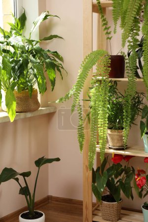 Photo for Beautiful houseplants in pots near window indoors. House decor - Royalty Free Image