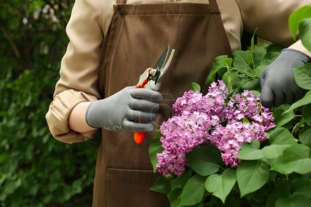 Gardener pruning lilac branch with secateurs outdoors, closeup