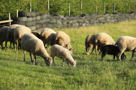 Foto de Muchas ovejas y corderos hermosos pastando en los pastos. Animales de granja - Imagen libre de derechos