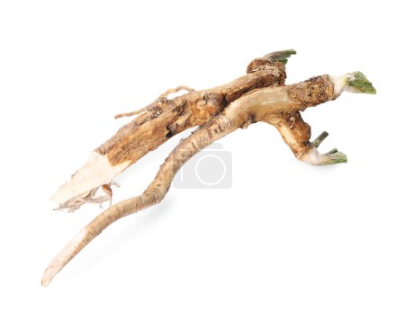 Photo for Two fresh horseradish roots isolated on white, top view - Royalty Free Image