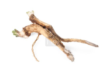 Photo for Two fresh horseradish roots isolated on white - Royalty Free Image