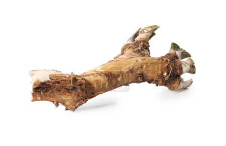 Photo for One fresh horseradish root isolated on white - Royalty Free Image