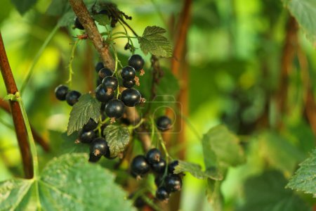 Photo for Ripe blackcurrants growing on bush outdoors, closeup - Royalty Free Image