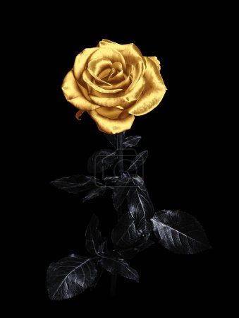 Photo for Amazing shiny golden rose on black background - Royalty Free Image