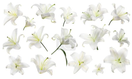 Hermosas flores de lirio aisladas en blanco, conjunto