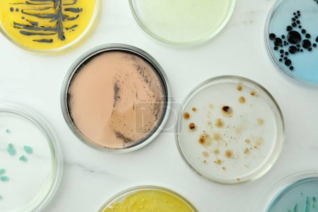 Téléchargez les photos : Boîtes de Pétri avec différentes colonies de bactéries sur table en marbre blanc, plat - en image libre de droit