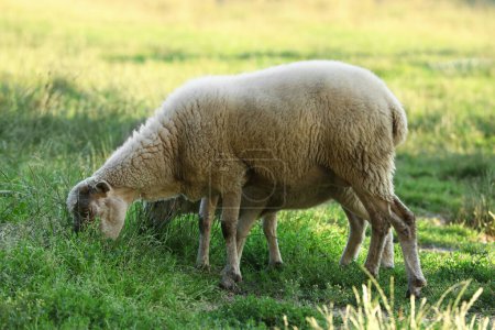 Foto de Hermosa oveja y cordero pastando en pastos verdes. Animales de granja - Imagen libre de derechos