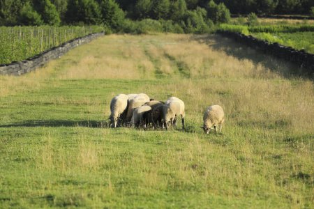 Foto de Muchas ovejas y corderos hermosos pastando en los pastos. Animales de granja - Imagen libre de derechos