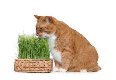 Foto de Lindo gato jengibre y hierba verde en maceta sobre fondo blanco - Imagen libre de derechos