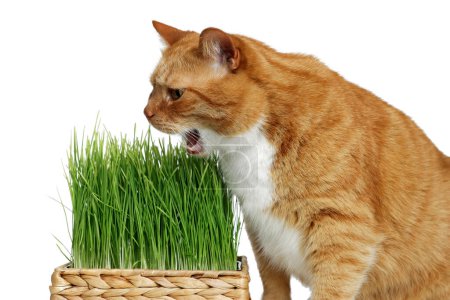 Foto de Lindo gato jengibre y hierba verde en maceta sobre fondo blanco - Imagen libre de derechos