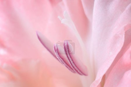 Foto de Hermosa flor de gladiolo rosa como fondo, vista macro - Imagen libre de derechos