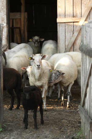 Foto de Muchas ovejas y corderos hermosos cerca de la pluma al aire libre. Animales de granja - Imagen libre de derechos