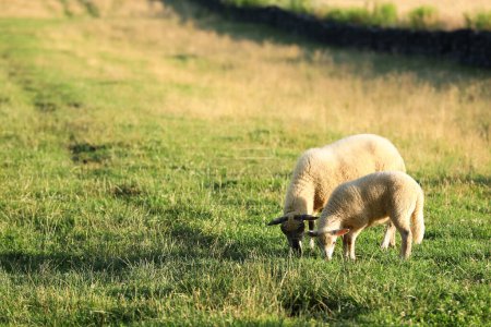 Foto de Hermosa oveja y cordero pastando en pastos verdes, espacio para el texto. Animales de granja - Imagen libre de derechos