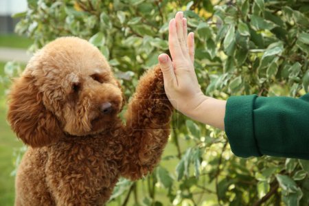 Cute Maltipoo dog giving high five to woman outdoors, closeup