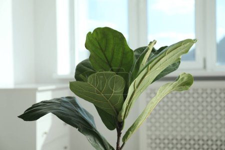Téléchargez les photos : Figue violette ou Ficus Lyrata plante avec des feuilles vertes à la maison, gros plan - en image libre de droit