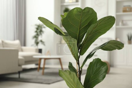 Téléchargez les photos : Figue violette ou Ficus Lyrata plante avec des feuilles vertes à la maison, gros plan. Espace pour le texte - en image libre de droit