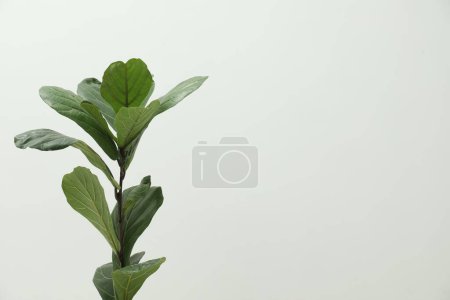 Téléchargez les photos : Fiddle Figue ou Ficus Lyrata plante avec des feuilles vertes sur fond clair. Espace pour le texte - en image libre de droit