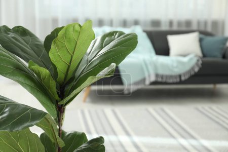 Téléchargez les photos : Figue violette ou Ficus Lyrata plante avec des feuilles vertes à la maison, gros plan. Espace pour le texte - en image libre de droit