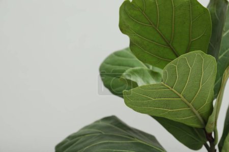 Téléchargez les photos : Figue violette ou Ficus Lyrata plante avec des feuilles vertes sur fond gris clair, gros plan. Espace pour le texte - en image libre de droit