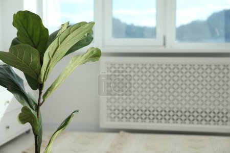Téléchargez les photos : Fiddle Figue ou Ficus Lyrata plante avec des feuilles vertes à la maison. Espace pour le texte - en image libre de droit