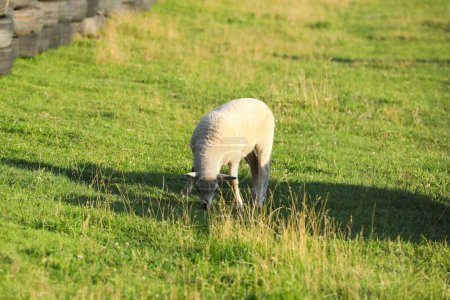 Foto de Un lindo cordero pastando en el pasto. Bebé animal - Imagen libre de derechos