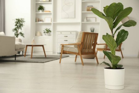 Téléchargez les photos : Fiddle Figue ou Ficus Lyrata plante avec des feuilles vertes à la maison. Espace pour le texte - en image libre de droit