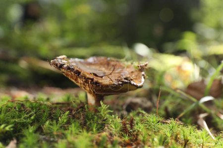 Foto de Un hongo venenoso creciendo en el bosque, de cerca. Espacio para texto - Imagen libre de derechos
