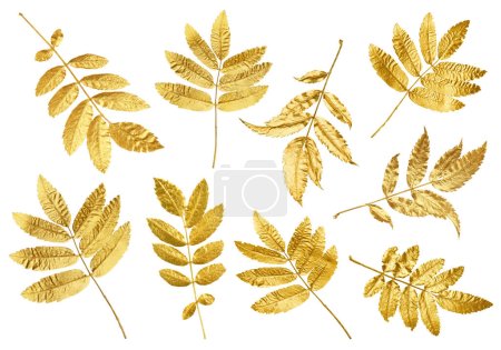 Téléchargez les photos : Belles feuilles d'automne dorées isolées sur blanc, collection - en image libre de droit