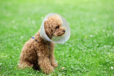 Cute Maltipoo dog with Elizabethan collar sitting on green grass outdoors, space for text