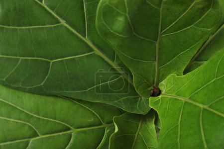 Téléchargez les photos : Fiddle Figue ou Ficus Lyrata plante avec des feuilles vertes comme arrière-plan, gros plan - en image libre de droit