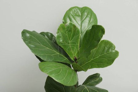 Téléchargez les photos : Figue violette ou Ficus Lyrata plante avec des feuilles vertes sur fond gris clair, gros plan - en image libre de droit