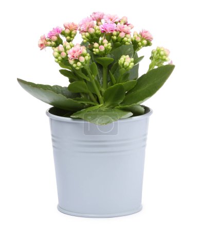 Kalanchoe fleur dans un pot élégant isolé sur blanc