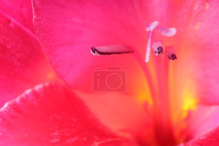 Foto de Hermosa flor de gladiolo rosa como fondo, vista macro - Imagen libre de derechos