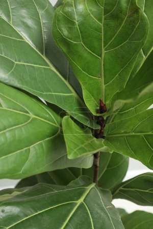 Téléchargez les photos : Fiddle Figue ou Ficus Lyrata plante avec des feuilles vertes sur fond clair, gros plan - en image libre de droit