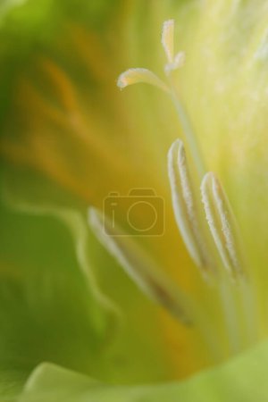 Foto de Hermosa flor de gladiolo verde claro como fondo, vista macro - Imagen libre de derechos
