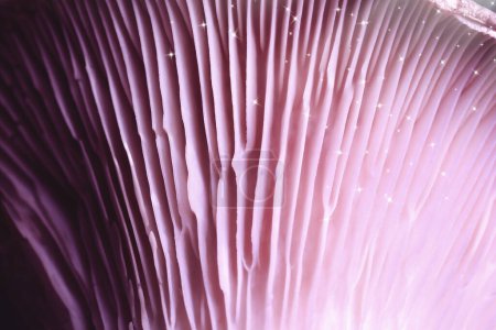 Foto de Seta de psilocibina fresca, vista macro. branquias de setas mágicas con estrellas, tonificadas en color - Imagen libre de derechos