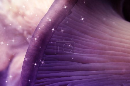 Foto de Psilocibina fresca (magia) hongo con estrellas, vista de cerca. Color tonificado - Imagen libre de derechos
