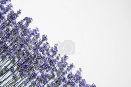 Photo for Beautiful aromatic lavender flowers on white background, flat lay. Space for text - Royalty Free Image