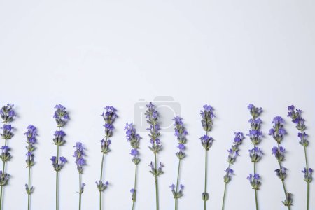 Photo for Beautiful aromatic lavender flowers on white background, flat lay. Space for text - Royalty Free Image