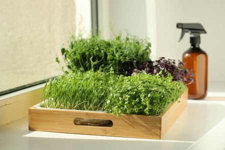 Photo for Different fresh microgreens in wooden crate on windowsill indoors - Royalty Free Image