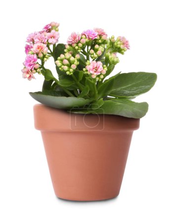 Photo for Beautiful kalanchoe in terracotta flower pot isolated on white - Royalty Free Image